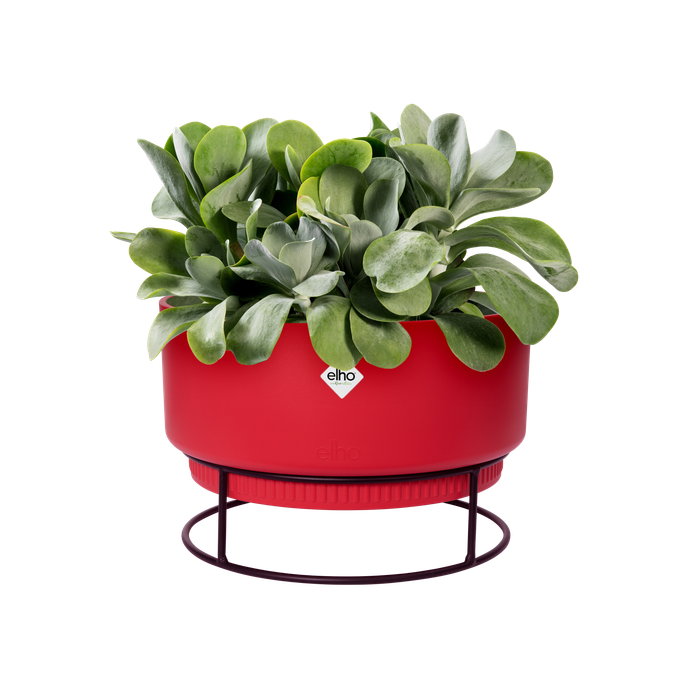 b.for studio schaal 30cm briljant rood